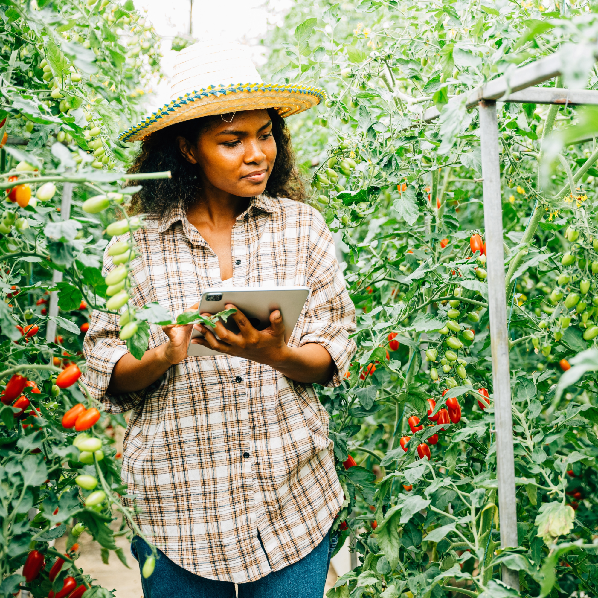 Photograph of a woman wearing a straw hat and plaid shirt standing among green and red tomato plants in a greenhouse while holding a tablet. The scene highlights modern agricultural practices combining technology with crop monitoring and management. (Project SAP006)