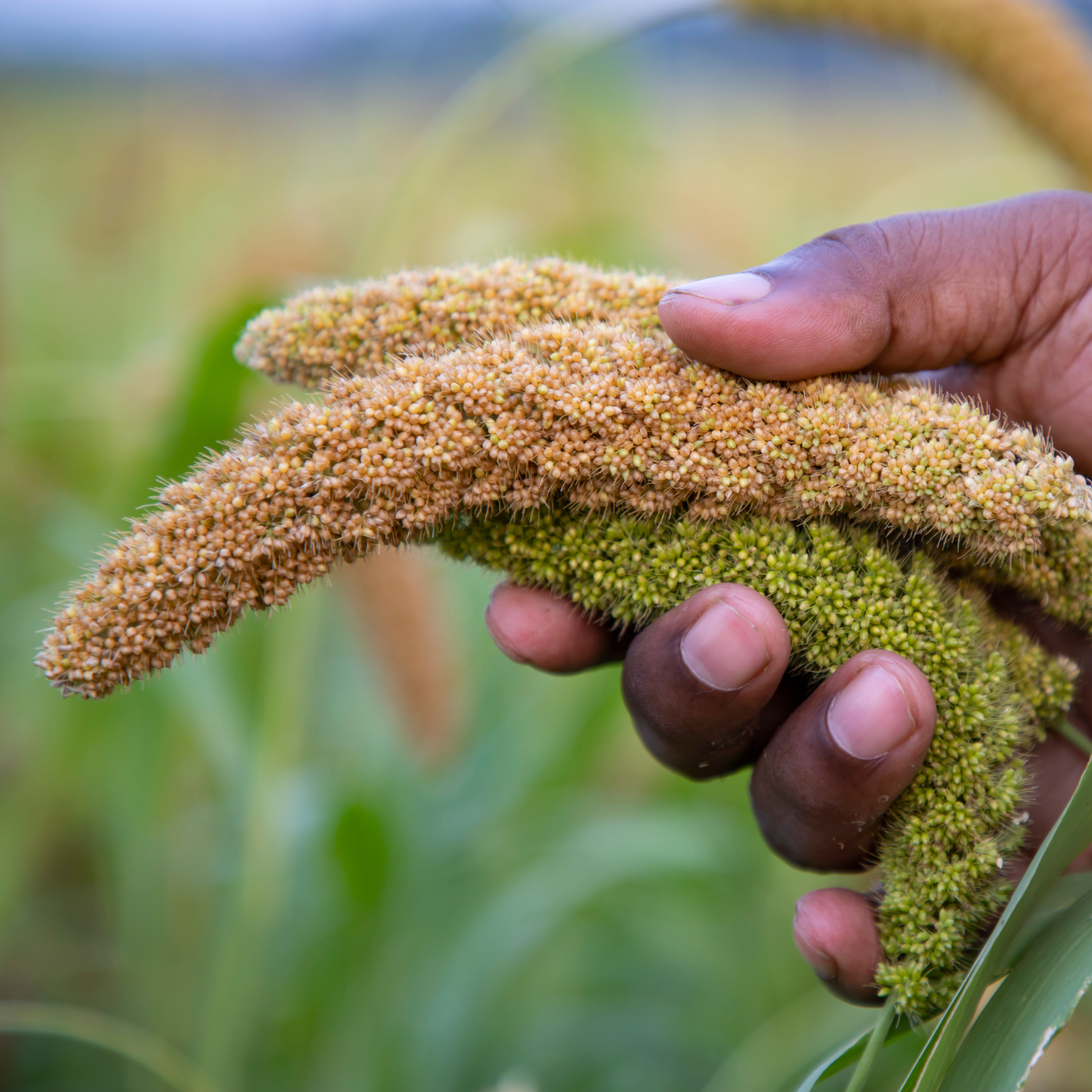 Photograph showing a close-up of a hand holding three millet seed heads at different ripening stages, with colors ranging from green to golden brown. Background features blurred green foliage, emphasizing agricultural context and crop maturity. (Project SAP012)