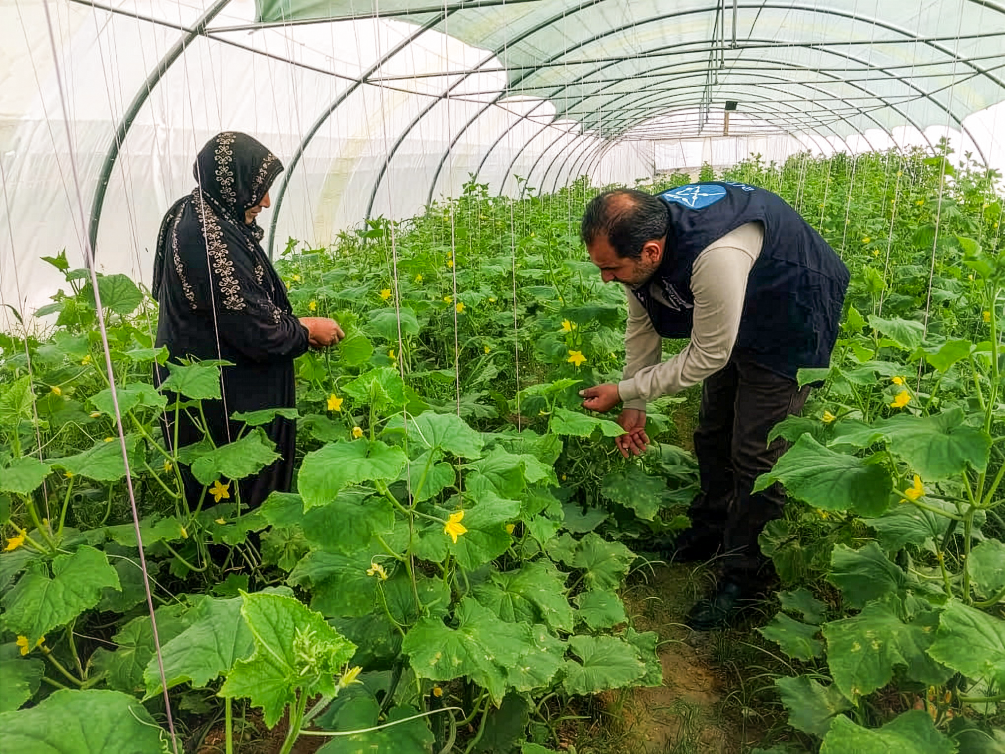 Farmers inspecting plants in a greenhouse