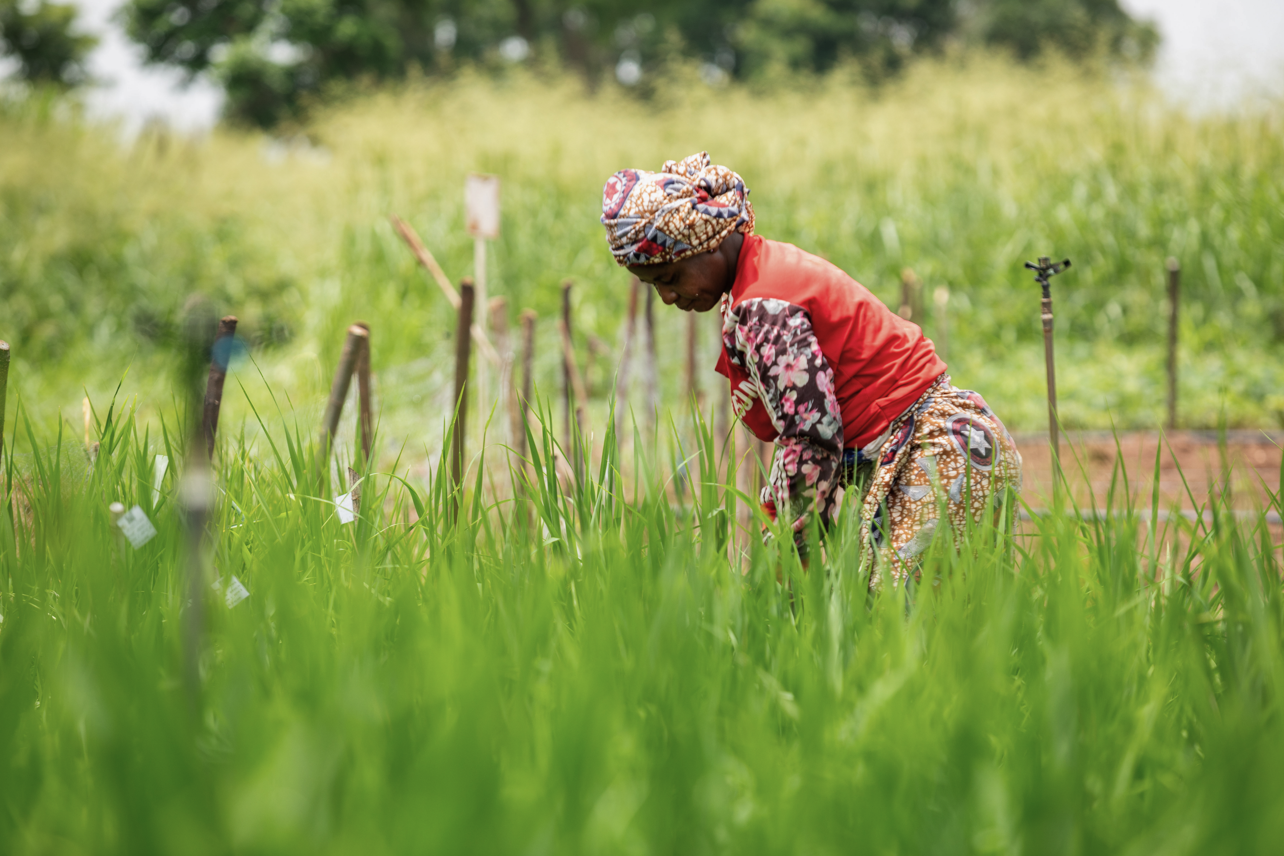 Person tending crops in a green field with irrigation sprinklers and marker stakes, viewed through tall grass foreground