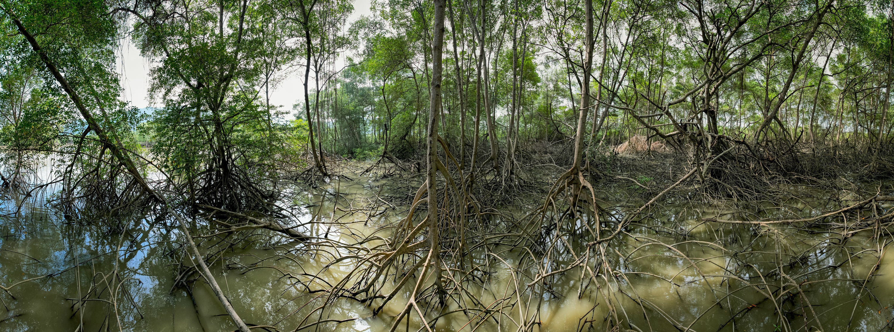 Mangrove in Ecuador