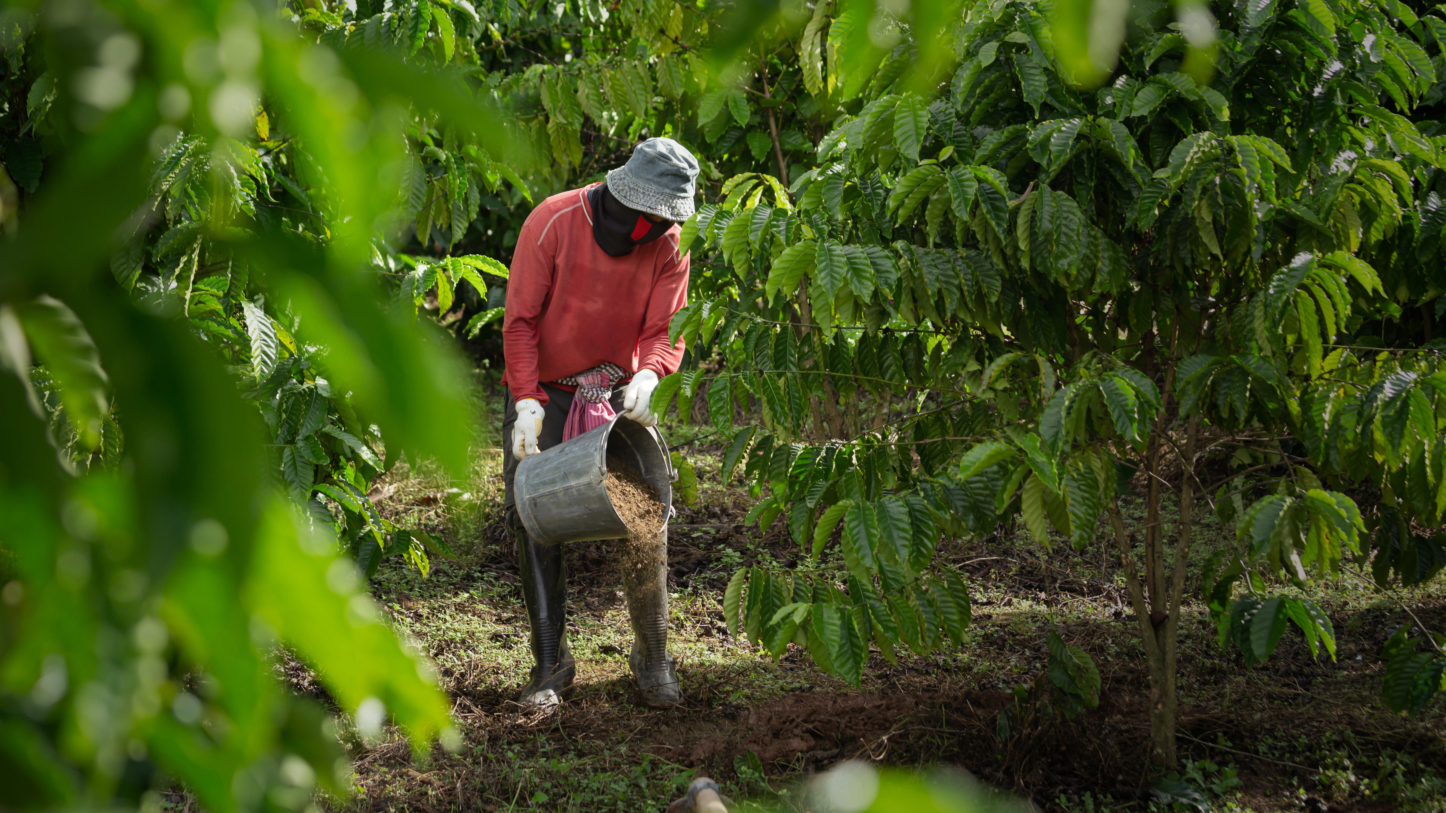 Worker pouring organic material around plants in a lush agricultural field.