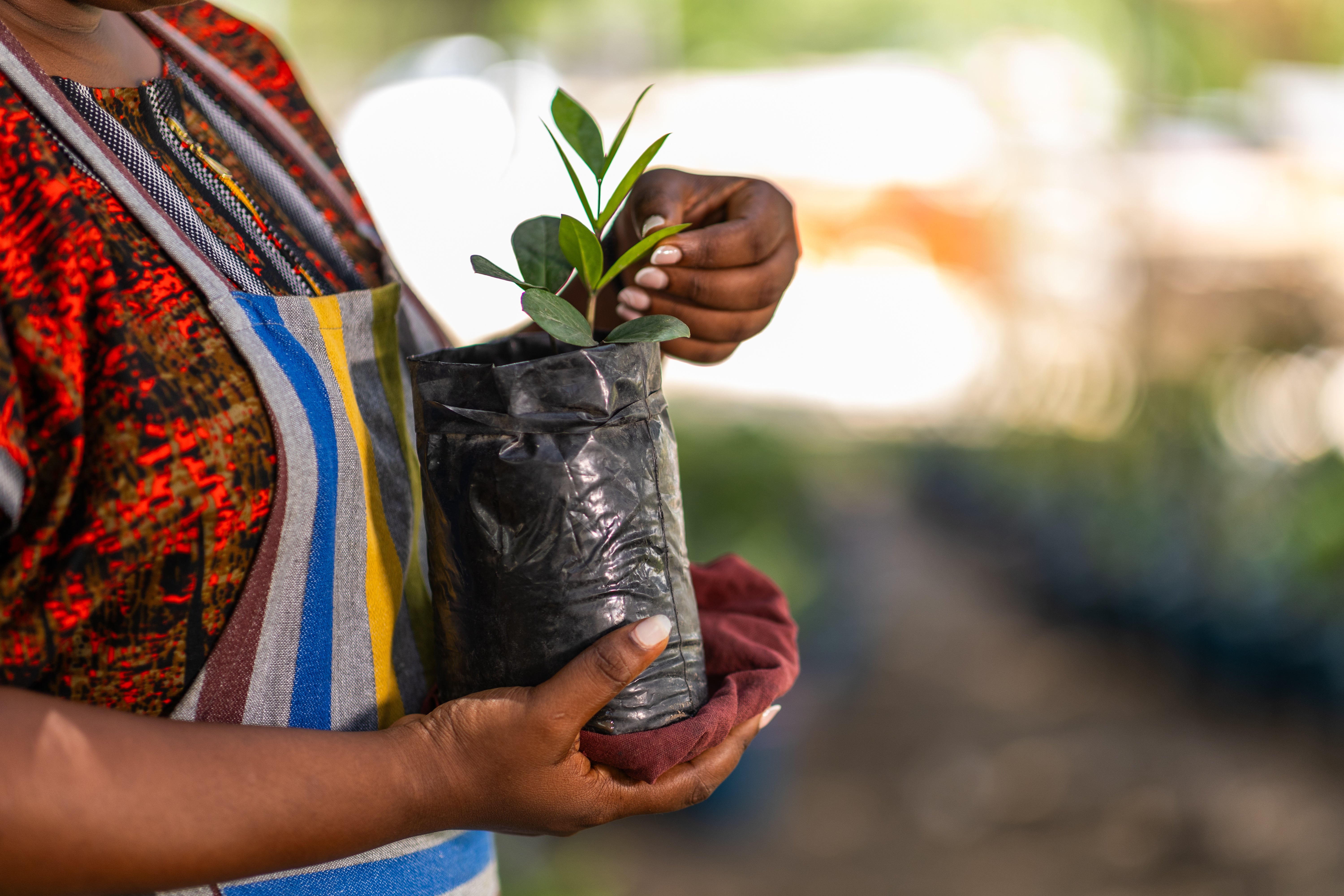 Person holding a young green seedling in a black bag.