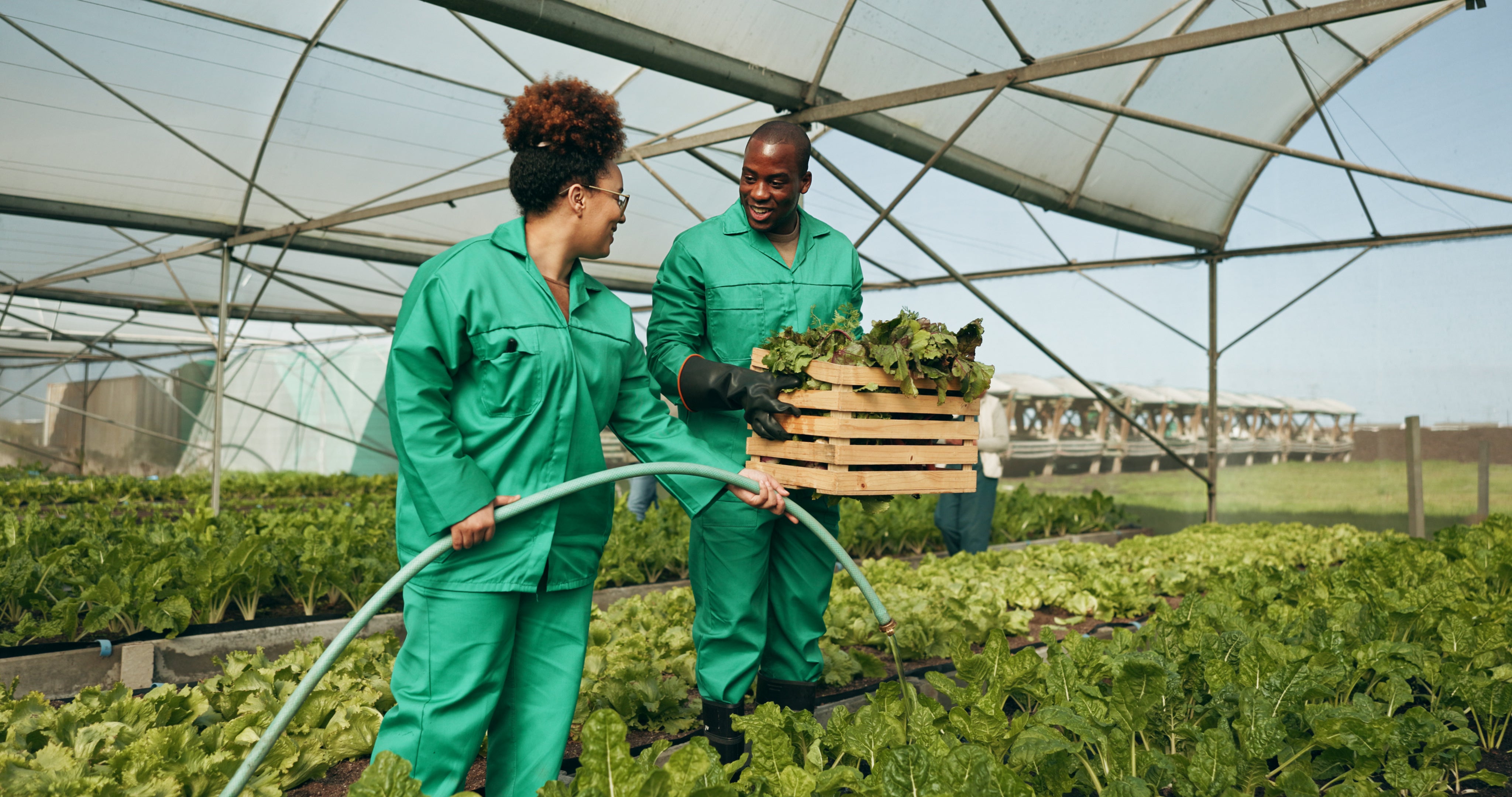 Two farm workers tending leafy vegetable crops in a greenhouse, with one carrying a crate of harvested produce.