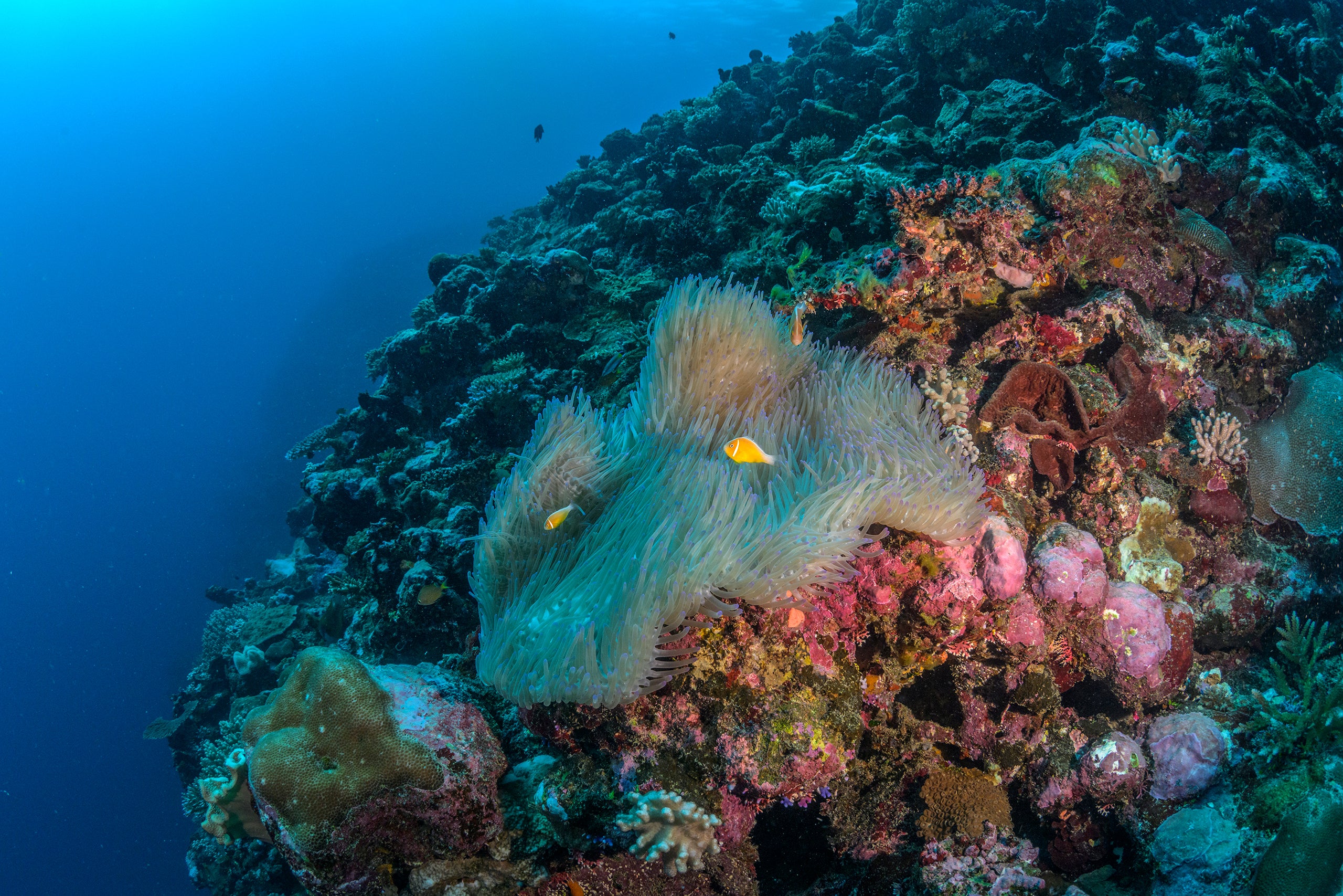 Colorful coral reef with fish swimming among a large sea anemone and diverse corals.