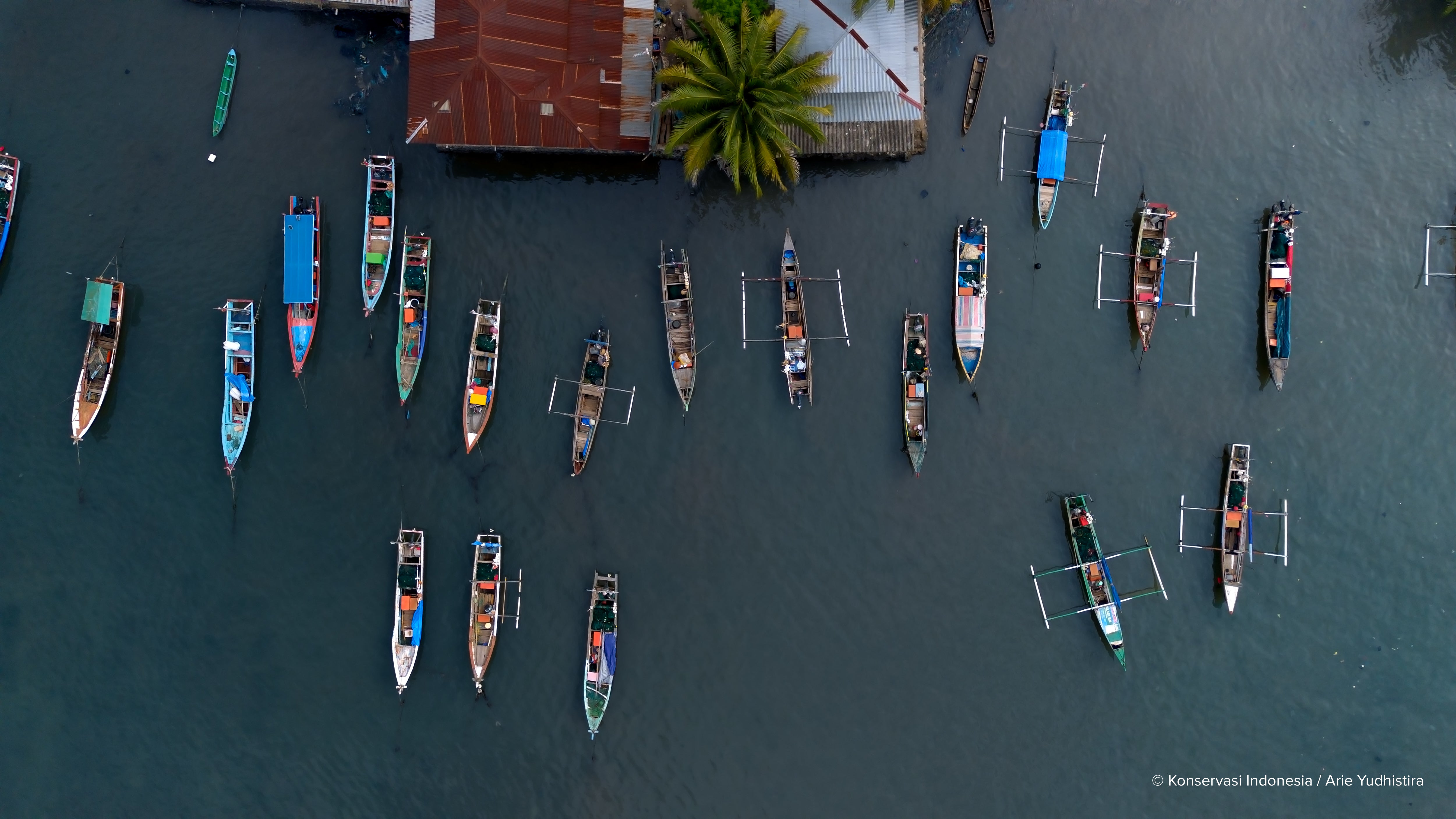 Aerial view of small fishing boats anchored beside waterfront buildings and a palm tree.