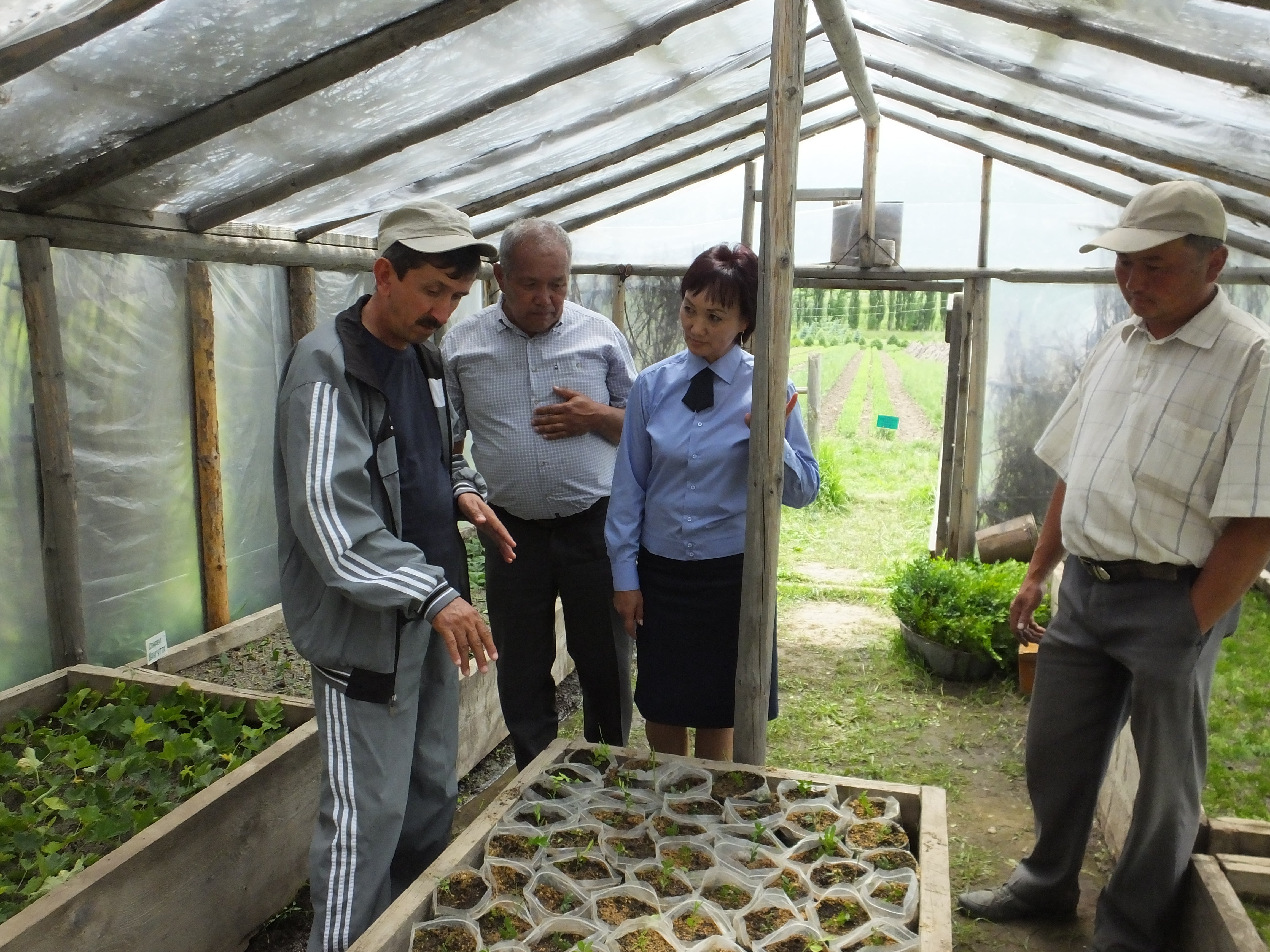 Four people examining young plants growing in containers inside a simple greenhouse.