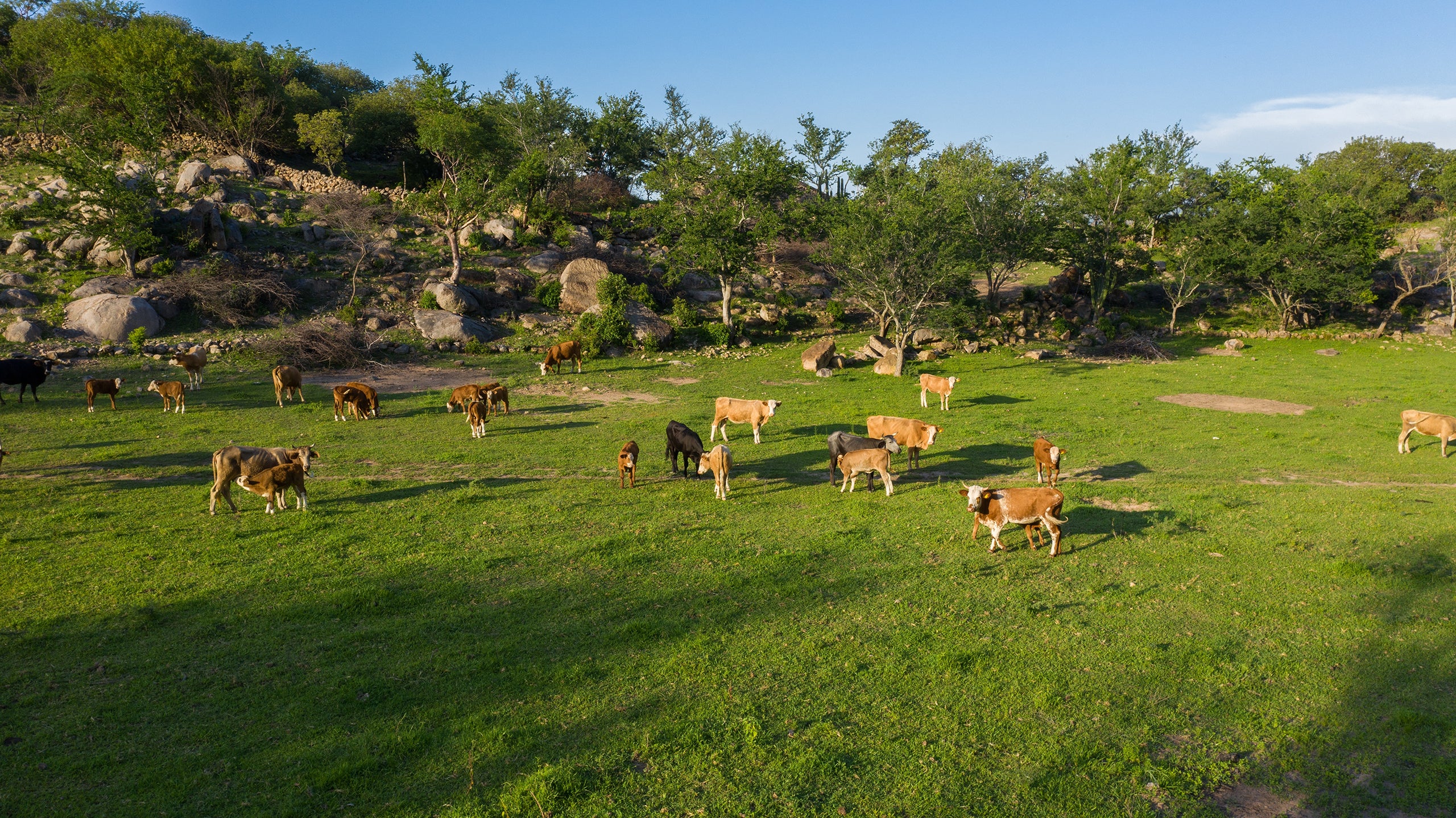 Cattle grazing across a green pasture bordered by rocky slopes and scattered trees.