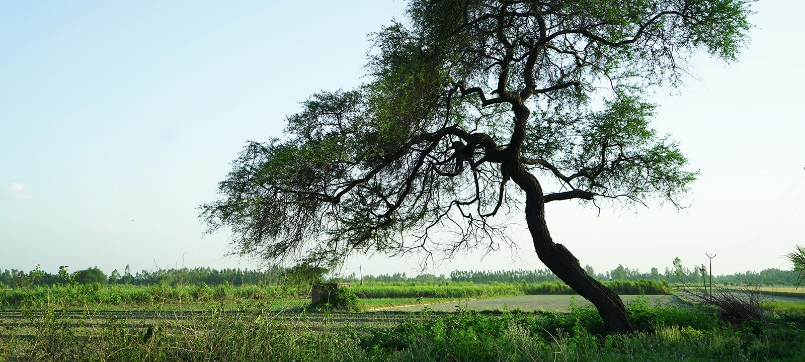 Harvesting gum arabic in Sudan – in pictures, Global development