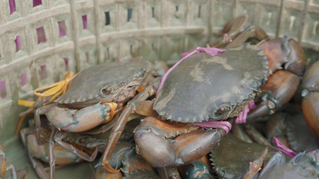 From salty waters to stronger futures: crab farming boosts livelihood ...