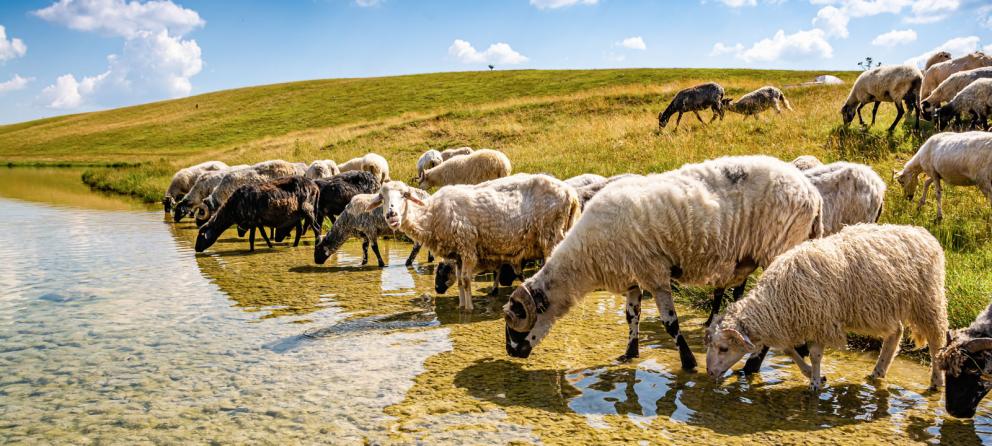 Decoding the Climate Change Fund and Nigeria's Green Future