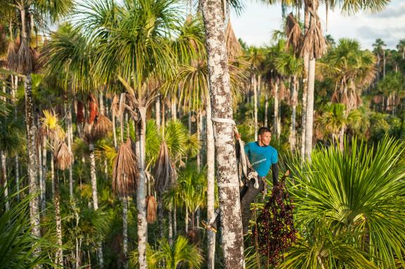 Segundo Chanchari, a member of the native community of Puerto Díaz, scaling the aguaje palm tree to collect fruit using a zero-waste approach. Photo: L. Elías/Profonanpe