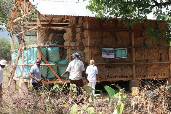 The harvested grass seeds from the Grass Seed Bank initiative. Photo credit: IUCN.