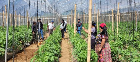 The Mayan youth group are contributing to the conservation of the community’s forests Photo: ASPROC