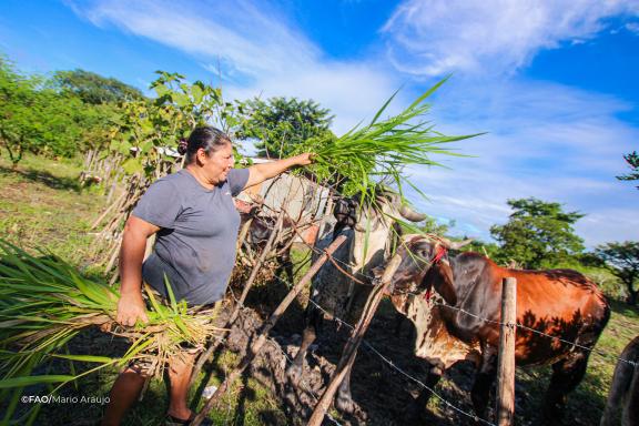 El Salvador is one of the six countries that make up the Central American Dry Corridor, a vast expanse of land that is particularly exposed to climate change and water scarcity. Restoring degraded ecosystems here is key to regenerating the land and replenishing water sources critical to people’s daily lives. Photo: FAO/Mario Araujo