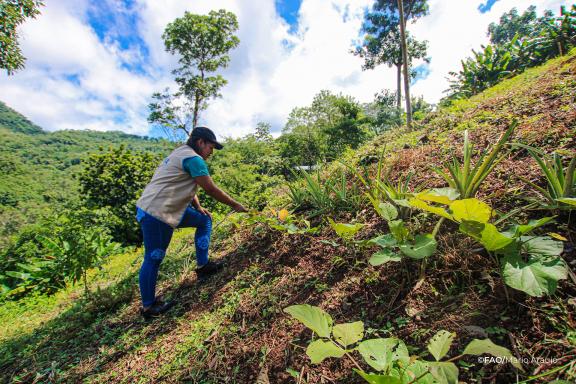 The RECLIMA project improves the resilience of vulnerable smallholder farmers to climate change through the implementation of different adaptation practices and ecosystem restoration techniques. ©FAO/Javier Orellana
