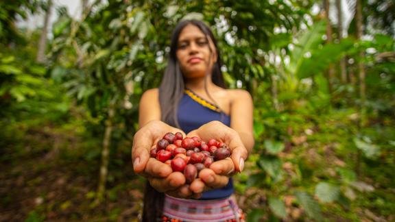 Local coffee producers harvest deforestation-free coffee, part of 93,000 hectares now under a sustainable, deforestation-free production approach, which is exported to companies like Lavazza Group. Photo credit: UNDP Ecuador
