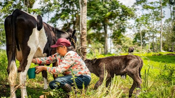 Women cattlers like Florita Gallegos adopt practices in the Amazon region that combine trees with livestock and forage, helping prevent soil erosion, provide natural shade for animals, maintain biodiversity, and increase farm productivity. Photo credit: UNDP