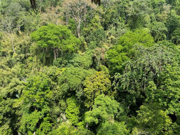 Aerial view of a tropical forest in Laos with typical dense vegetation and biodiversity. These forests are under pressure from deforestation and land-use changes. Strengthening sustainable forest management is essential to preserving these ecosystems for future generations. Photo: GIZ/ Marius Knickenberg