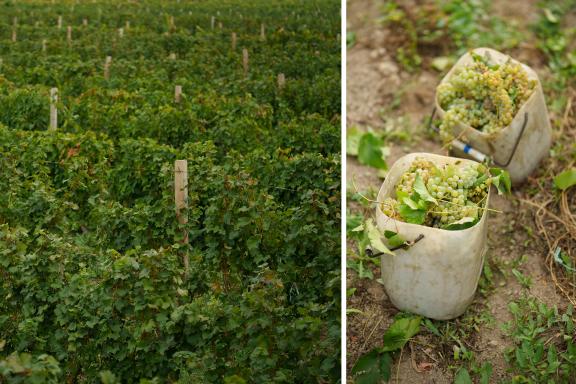 Areni, an indigenous Armenian grape variety, is found in almost all winemaking regions of Armenia. Photo: EBRD