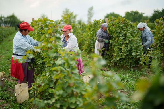 Grape pickers in a field near Yerevan, Armenia. Photos: EBRD