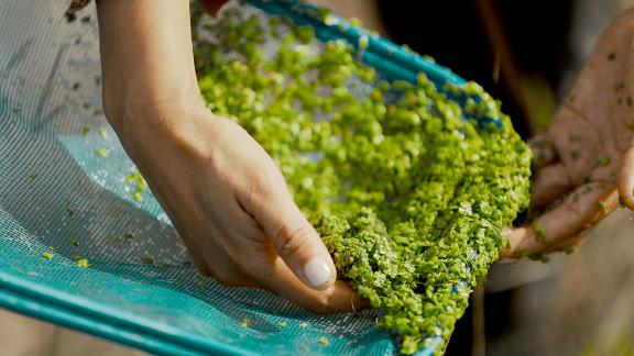 Lemna is a tiny aquatic plant with the unique ability to clean water as it grows, simultaneously producing valuable compounds that are extracted to create functional ingredients. Photo: GIZ