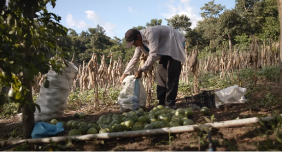 Farmers are implementing sustainable agricultural practices on more than 20,000 hectares of land, helping to restore ecological connectivity, ensuring the increased movement of species and flow of natural processes. Ivan Azucena, Zacatecoluca, El Salvador. © FAO