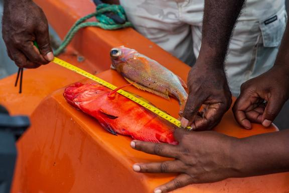 Measuring catch size in North Ambrym Province to protect juvenile fish and help safeguard food security.
Photo: Nikiatu Kuautonga/Save the Children