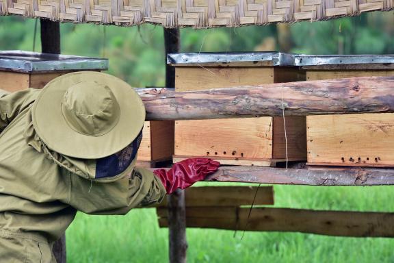 In Uganda, GCF is working with UNDP to help communities transition to alternative livelihoods such as beekeeping to protect wetlands.