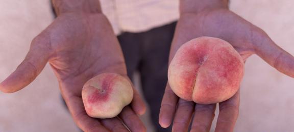 A farmer shows the impact of the lack of water on plant growth, which affects fruit size. Photo: GCF/Christopher Rompré